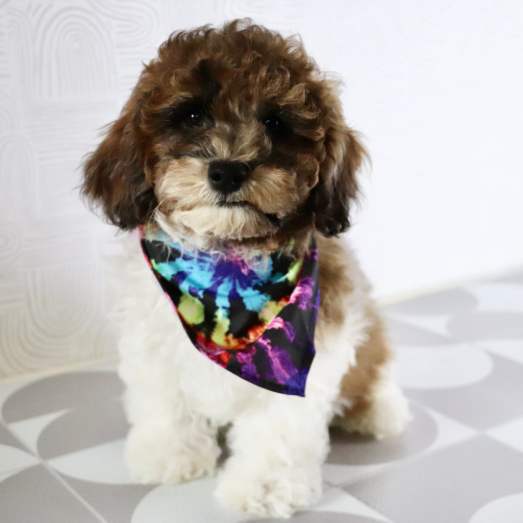 Buckeye - Available Now