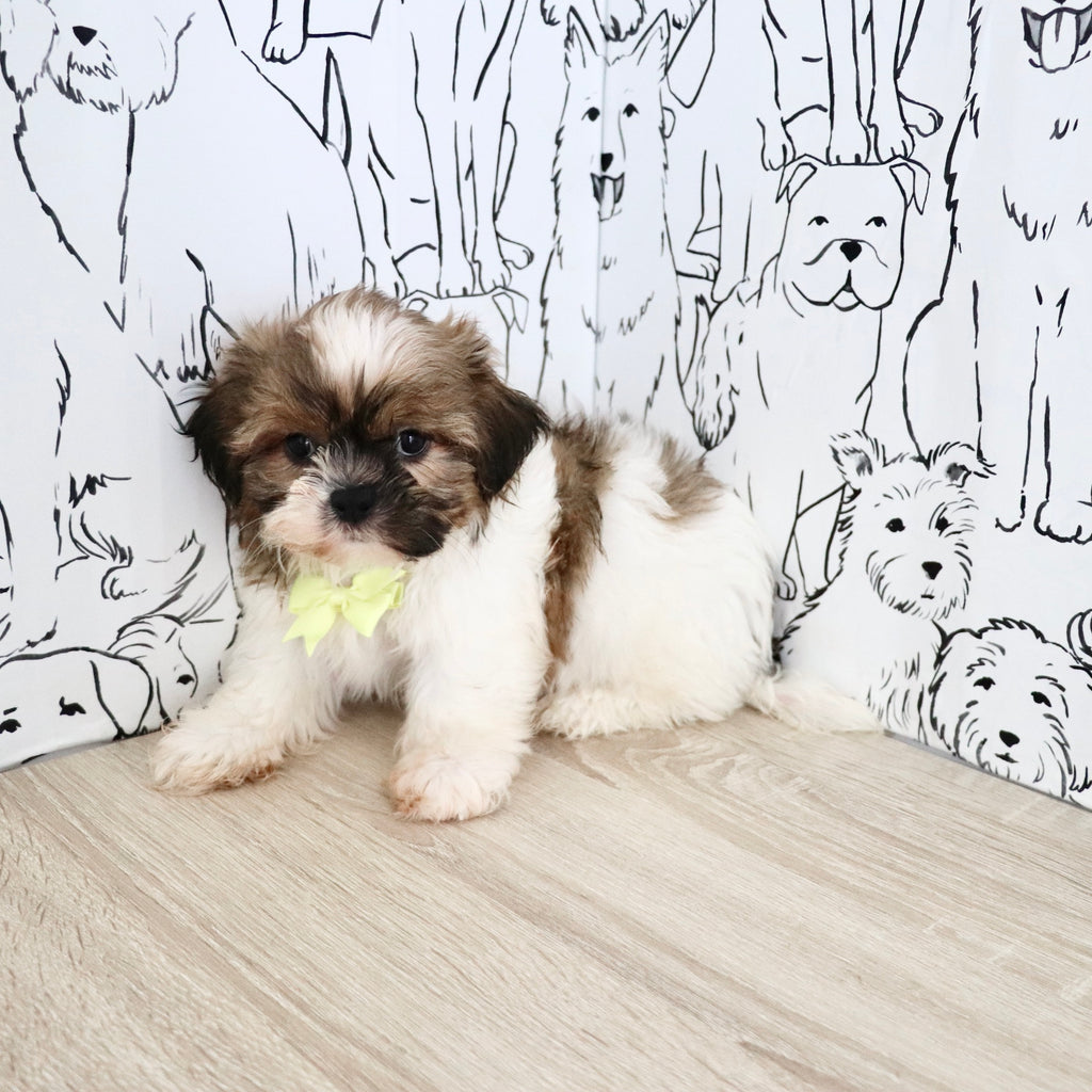 Georgie - Available Now