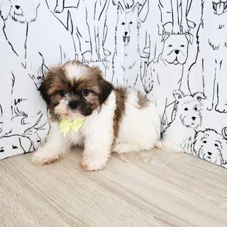 Georgie - Available Now