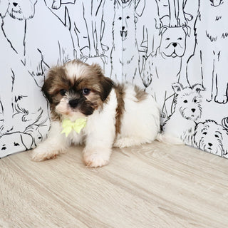 Georgie - Available Now