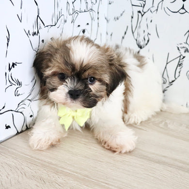 Georgie - Available Now