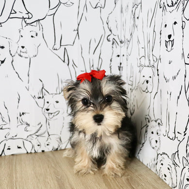Audrey - Available Now