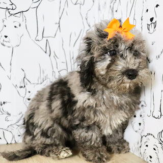 Lettie - Available Now