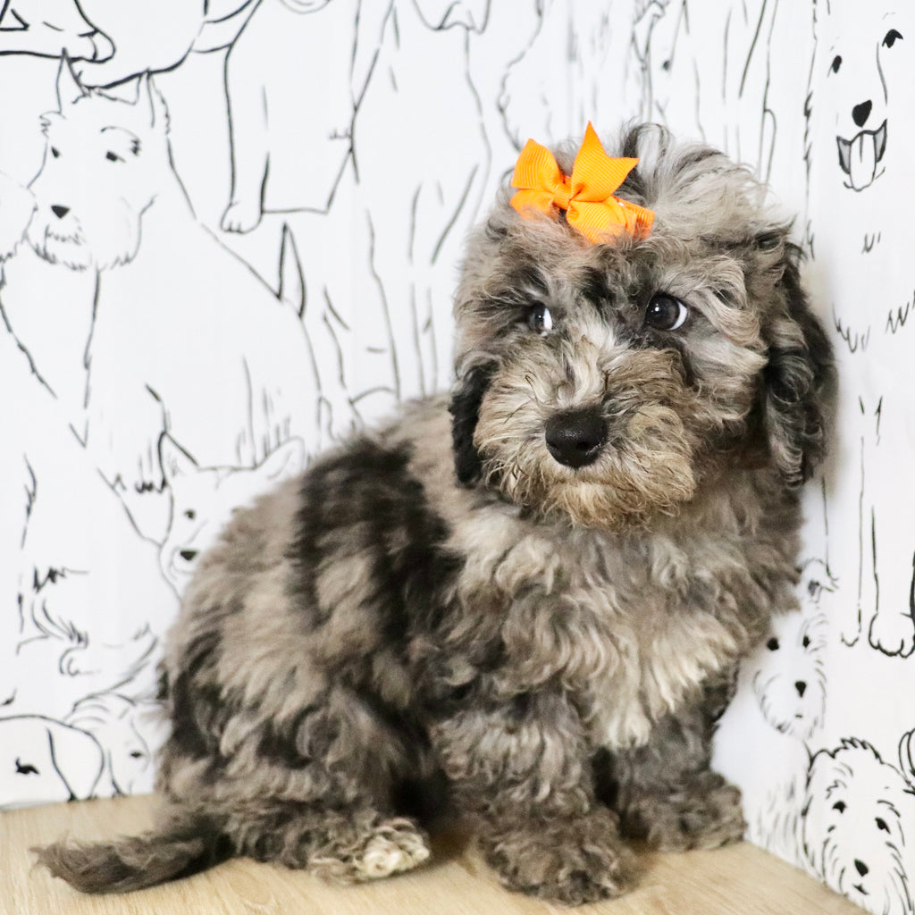 Lettie - Available Now
