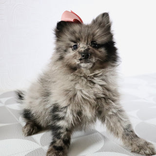 Elsa - Available Now