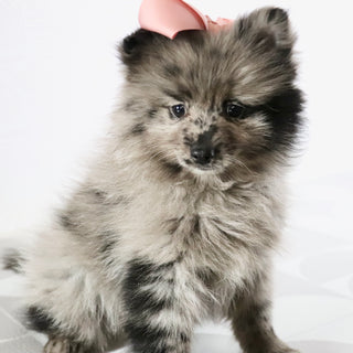 Elsa - Available Now