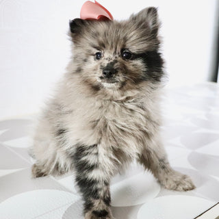 Elsa - Available Now