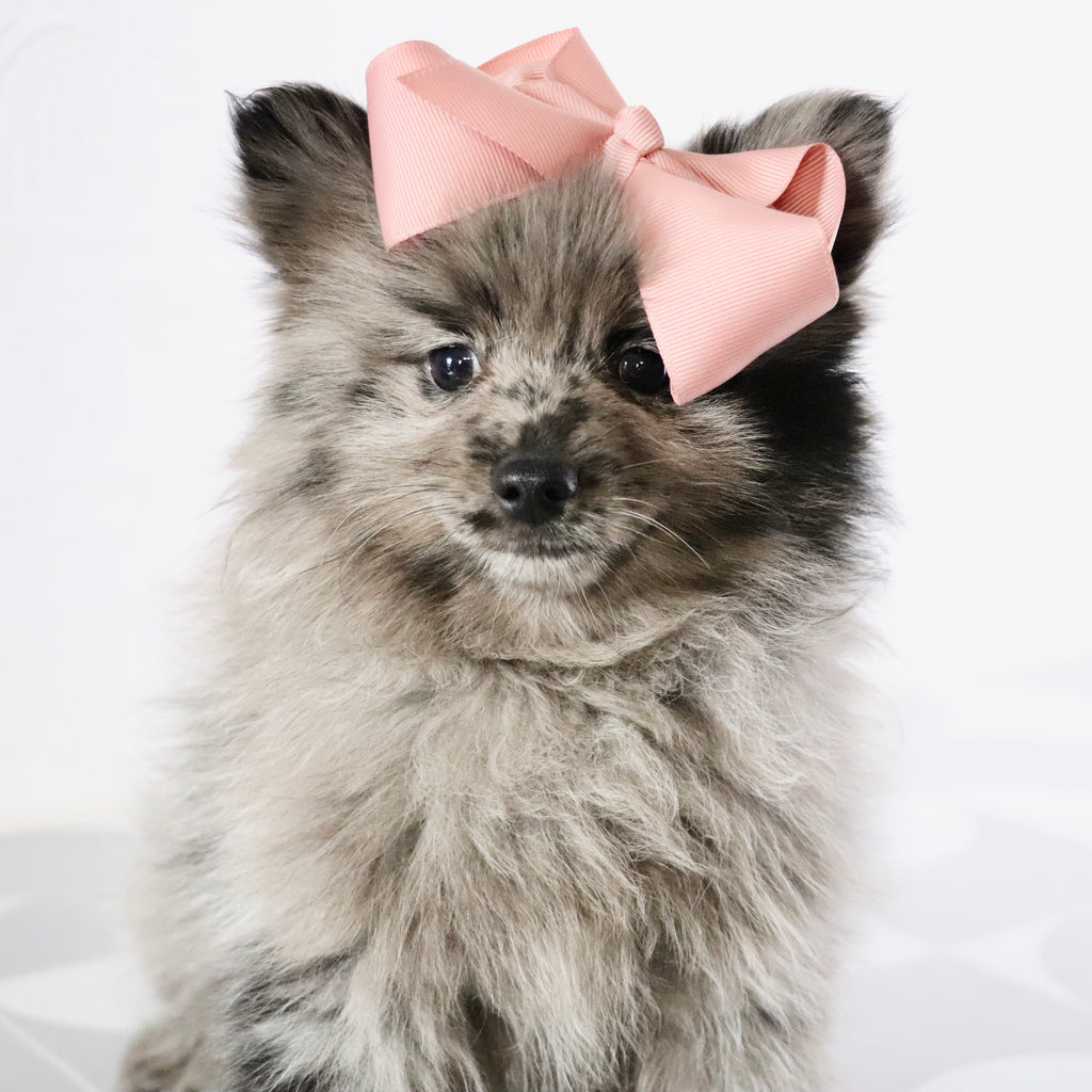 Elsa - Available Now