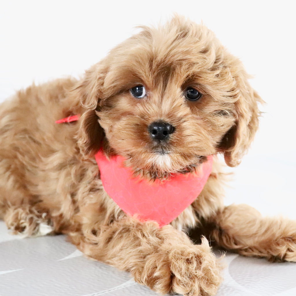 Irving - Available Now