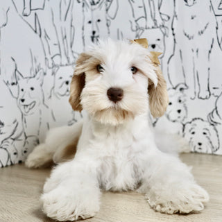 Tuffy - Available Now