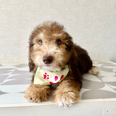 Ripley - Available Now
