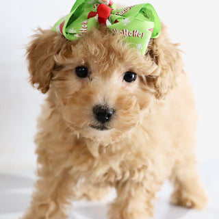 Flow - Available Now