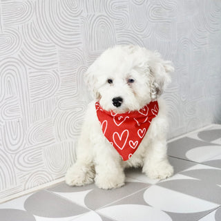 Chloe - Available Now