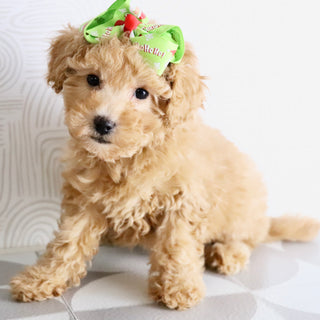 Flow - Available Now