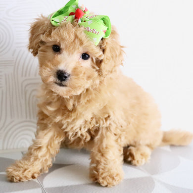 Flow - Available Now