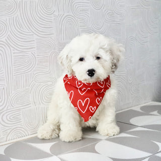 Chloe - Available Now