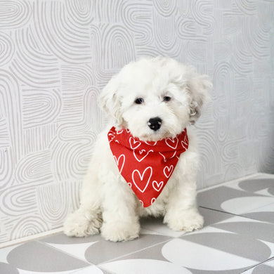 Chloe - Available Now