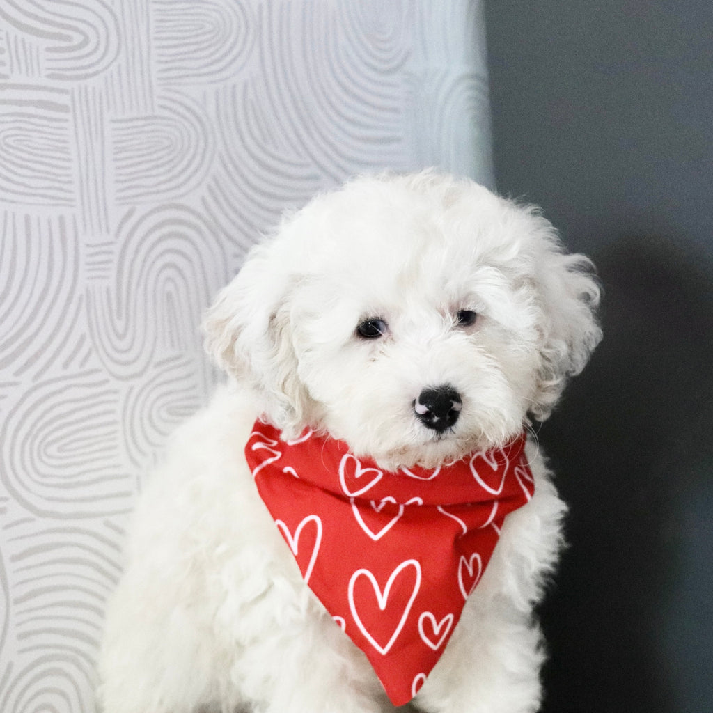 Chloe - Available Now