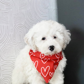 Chloe - Available Now