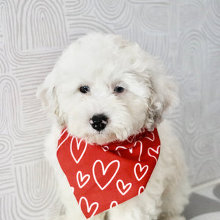 Chloe - Available Now