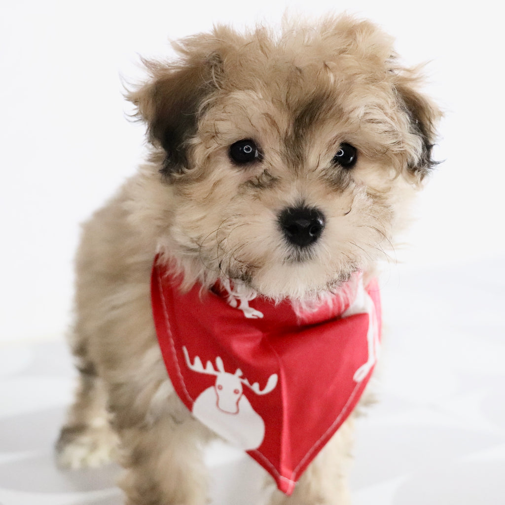 North - Available Now