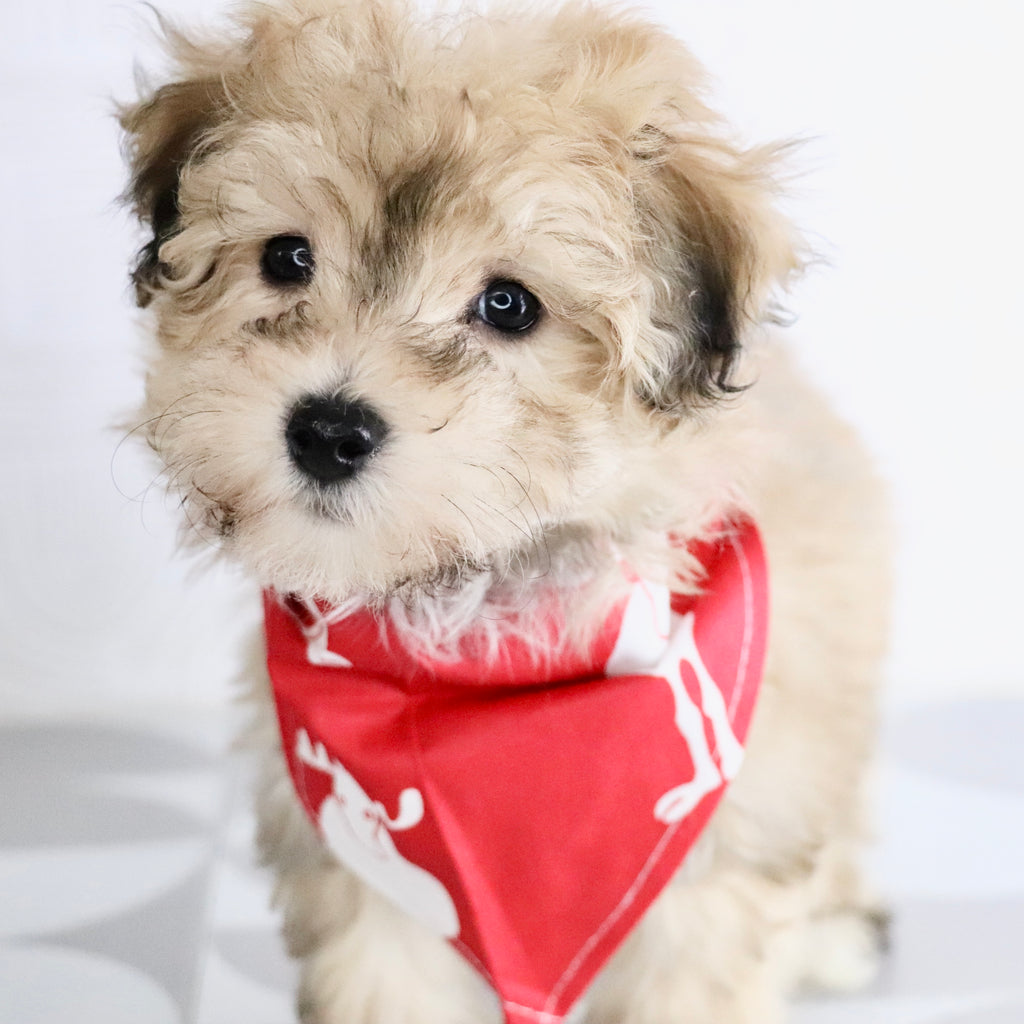 North - Available Now