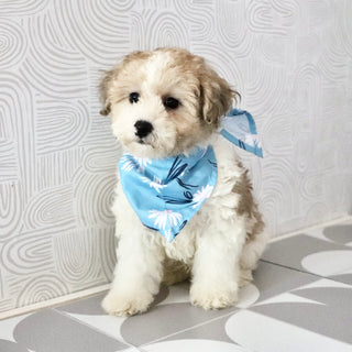 Chaney - Available Now