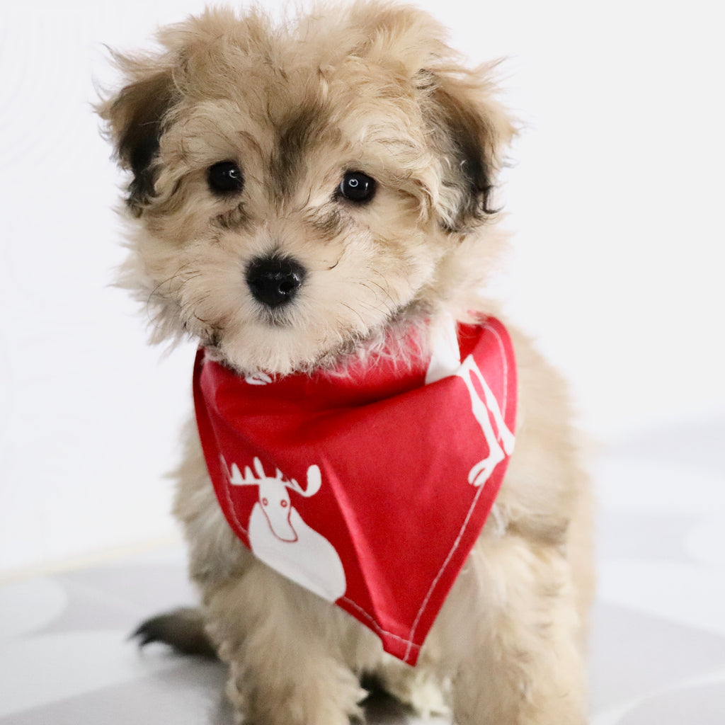 North - Available Now