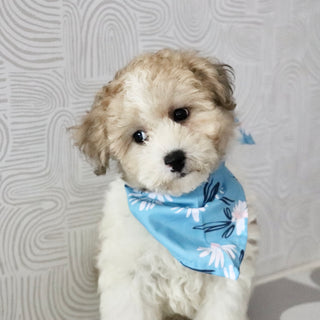 Chaney - Available Now