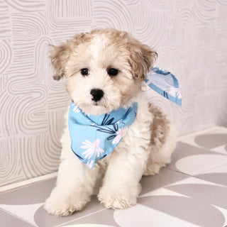Chaney - Available Now