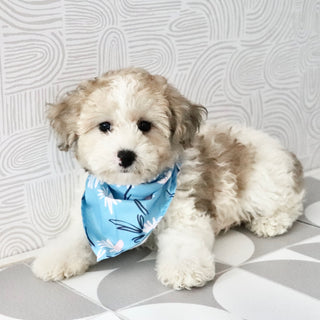 Chaney - Available Now