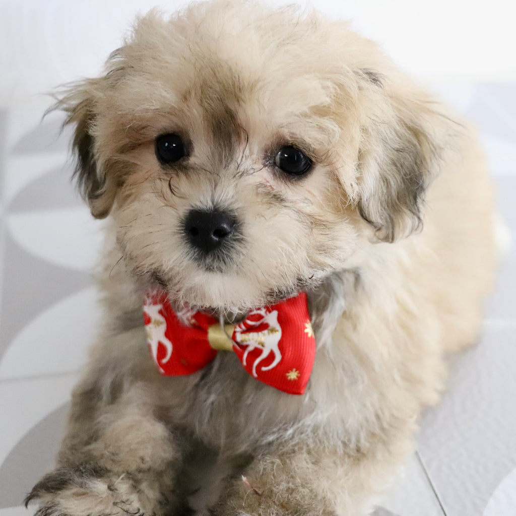 Quint - Available Now