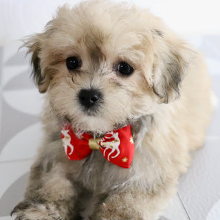 Quint - Available Now