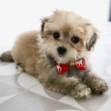 Quint - Available Now