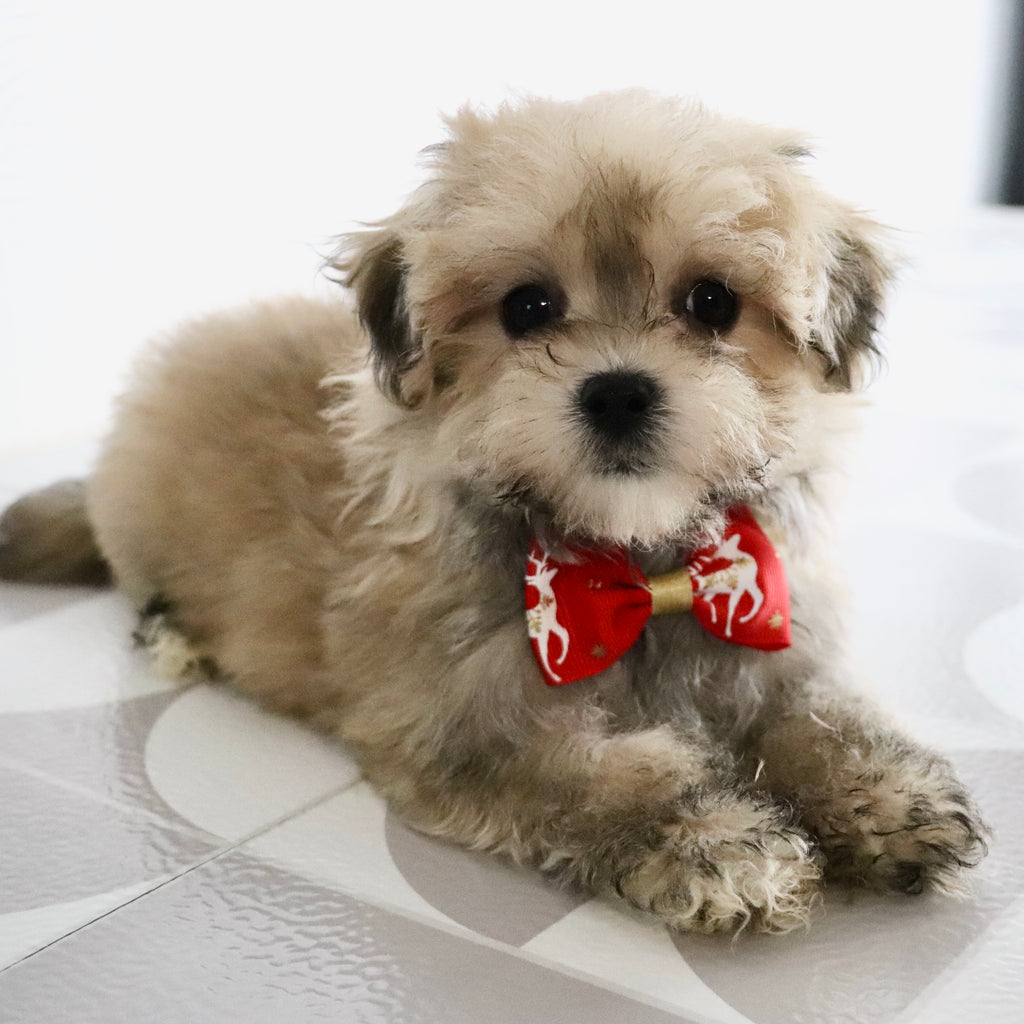 Quint - Available Now