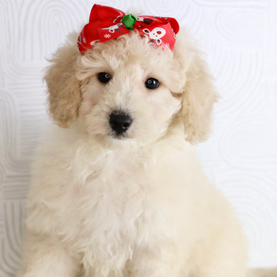 Sheila - Available Now