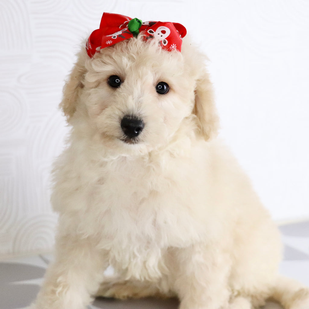 Sheila - Available Now