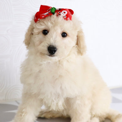 Sheila - Available Now