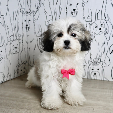 Tilly - Available Now