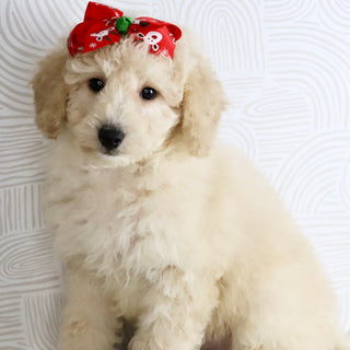 Sheila - Available Now