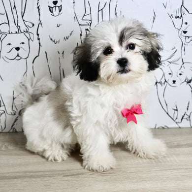 Tilly - Available Now
