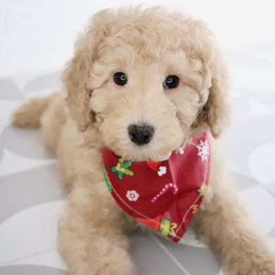 Nolan - Available Now