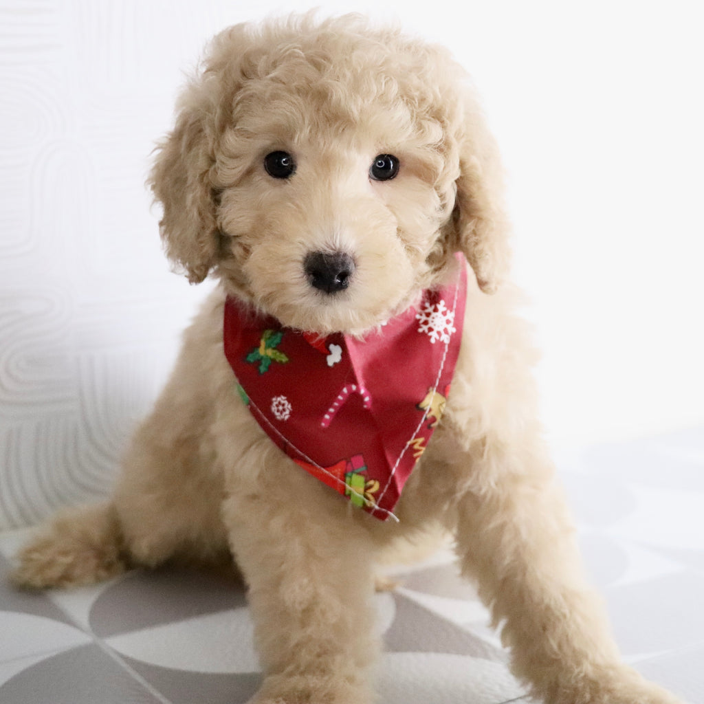 Nolan - Available Now