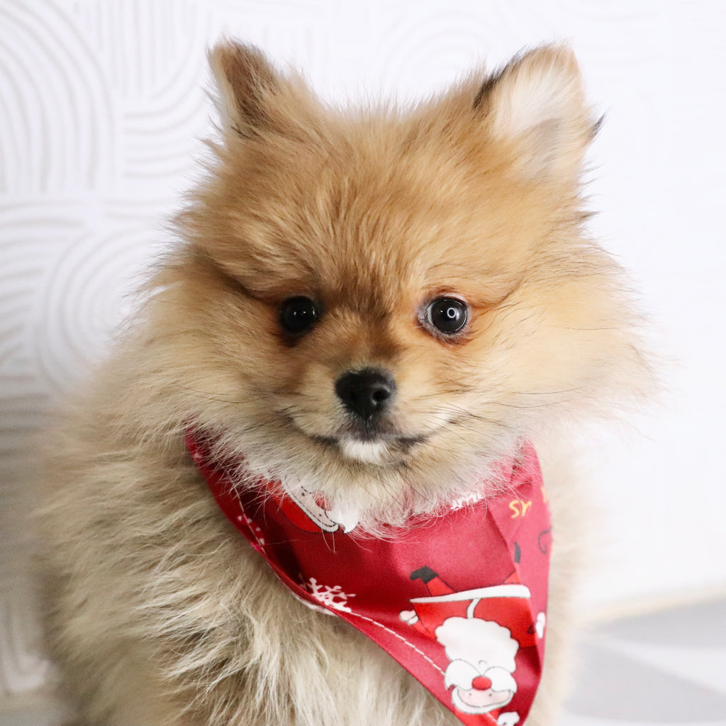 Abbott - Available Now