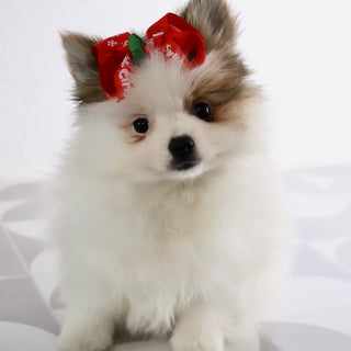 Roxi - Available Now