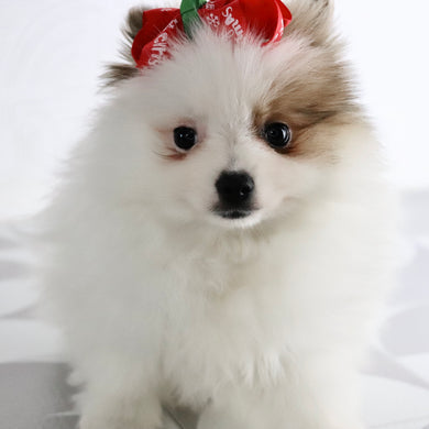 Roxi - Available Now