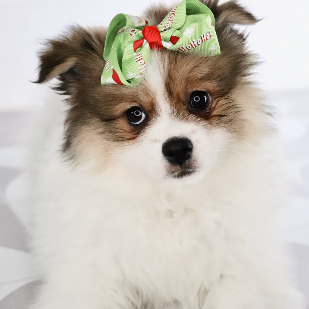 Jetta - Available Now