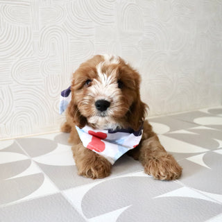 Bruno - Available Now