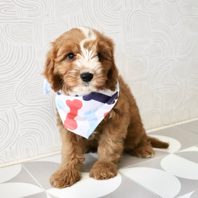 Bruno - Available Now