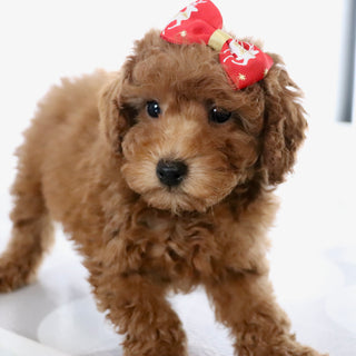 Bedilia - Available Now